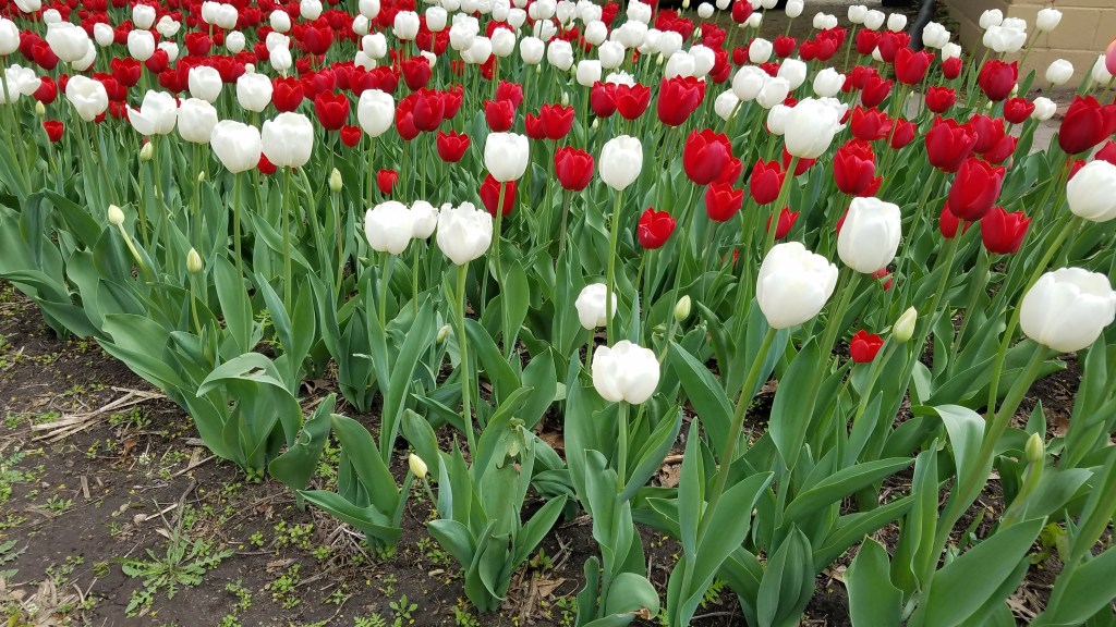 May 7-9, 2026: Pella Tulip Time Gospel&nbsp;Outreach